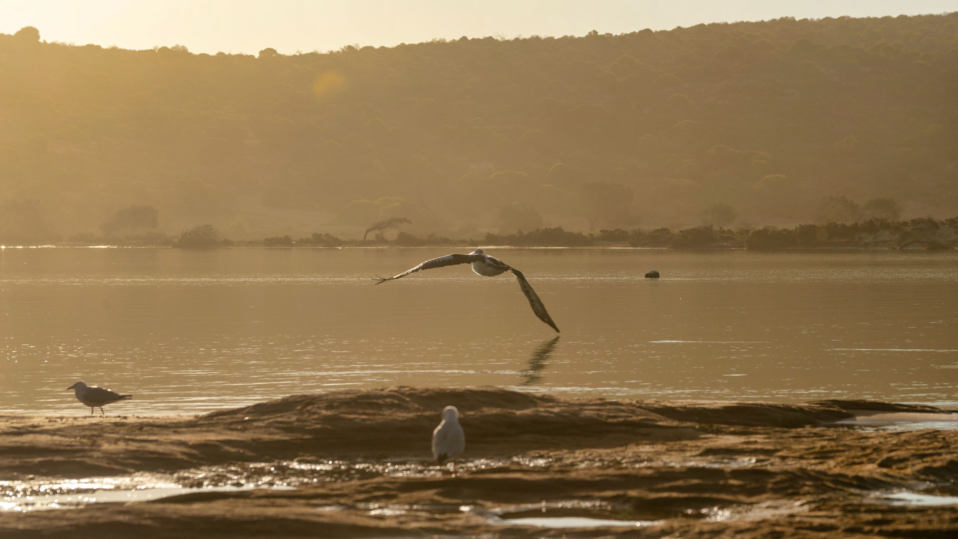Kalberri - Brillenpelikan